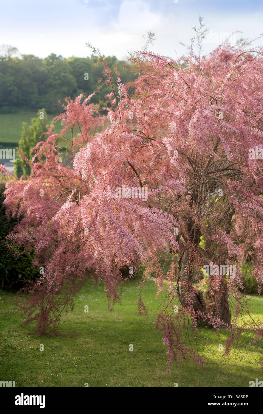 Eine Tamariske Baum im Garten UK Stockfoto