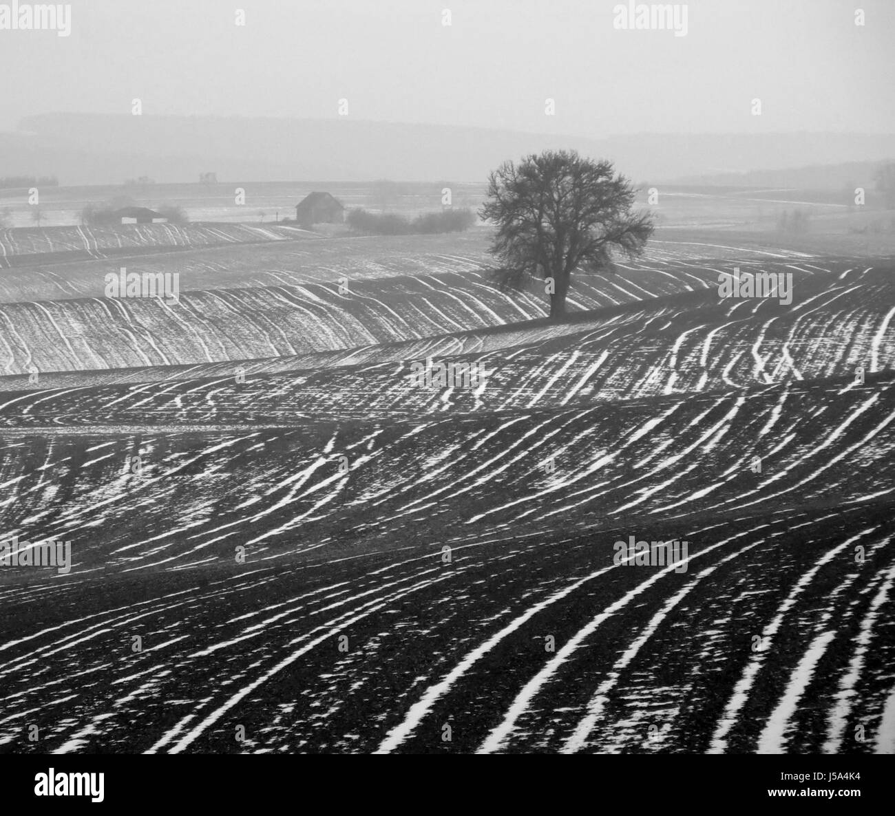 Tree Hill Landwirtschaft Landwirtschaft Bereich bw schwarz dunkelhäutigen kohlschwarze tiefschwarze Wellen Stockfoto