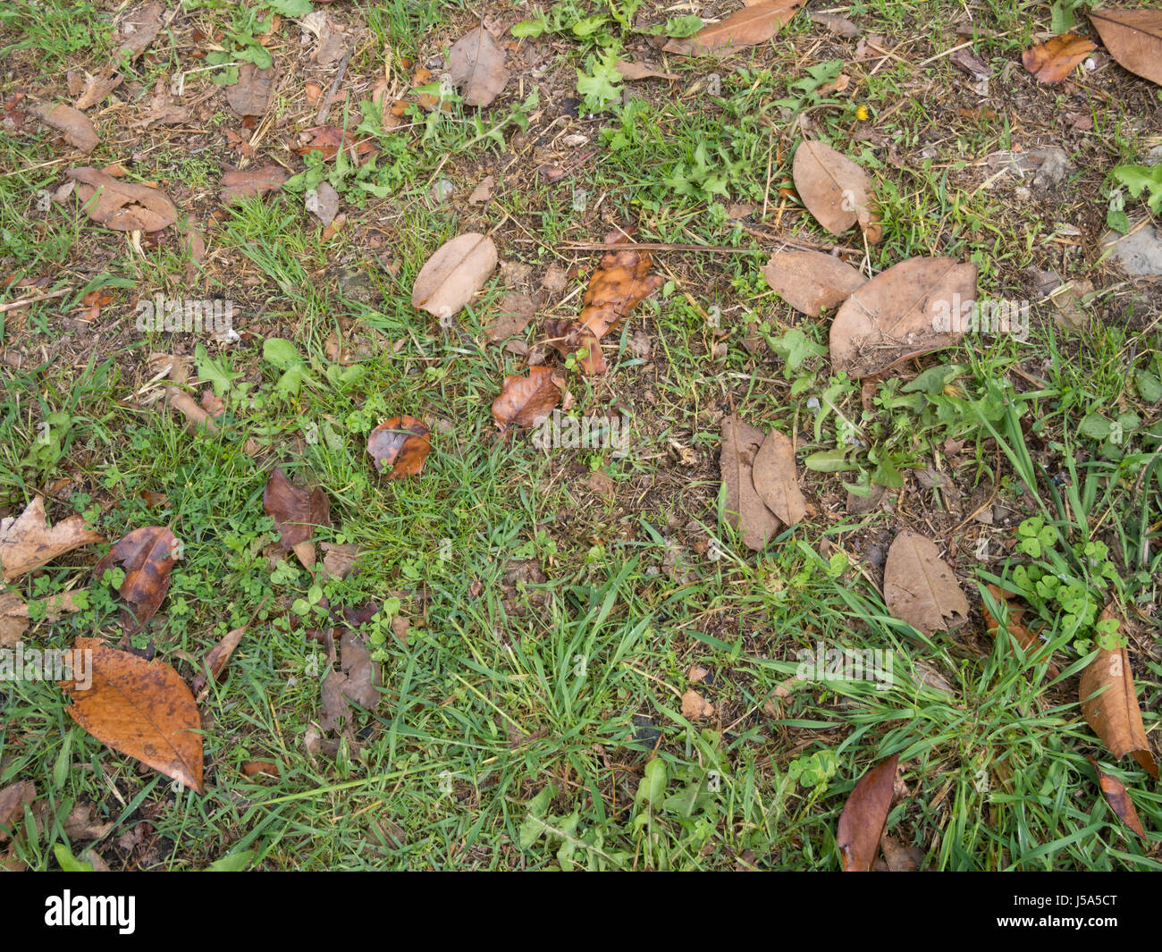 Gras Rasen in einem schlechten Zustand. Hintergrund. Stockfoto