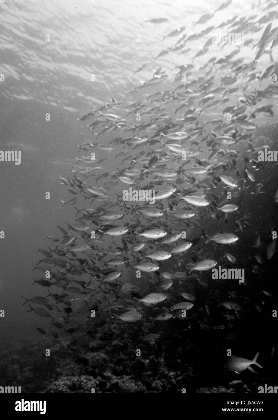 Fisch bw Unterwasser Tauchen Fische Fische Schwarm Schule Salzwasser Meer Ozeanwasser Stockfoto