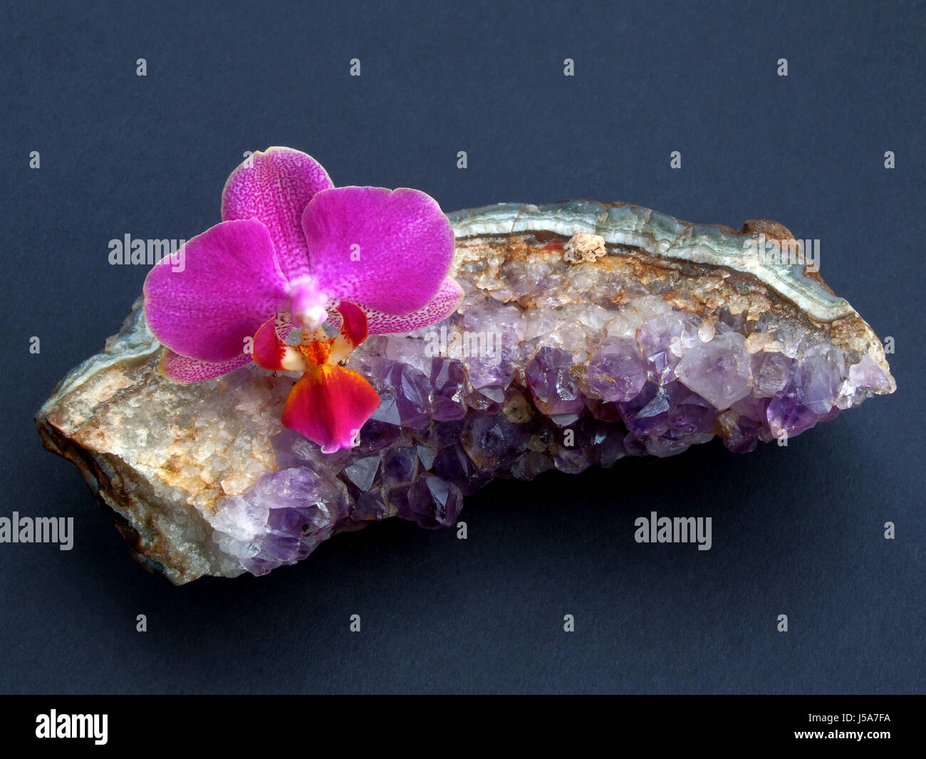 schöne beauteously schöne violette zarte Kristall Amethyst Orchidee Blume Pflanze Stockfoto