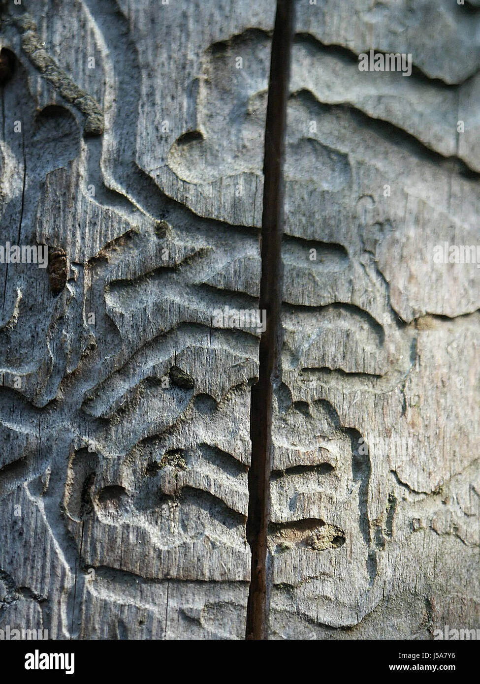 Detail Baum Bäume Insekten Stamm Sinn Rinde Pest Schädlinge Varmint Holz Wurm Stockfoto