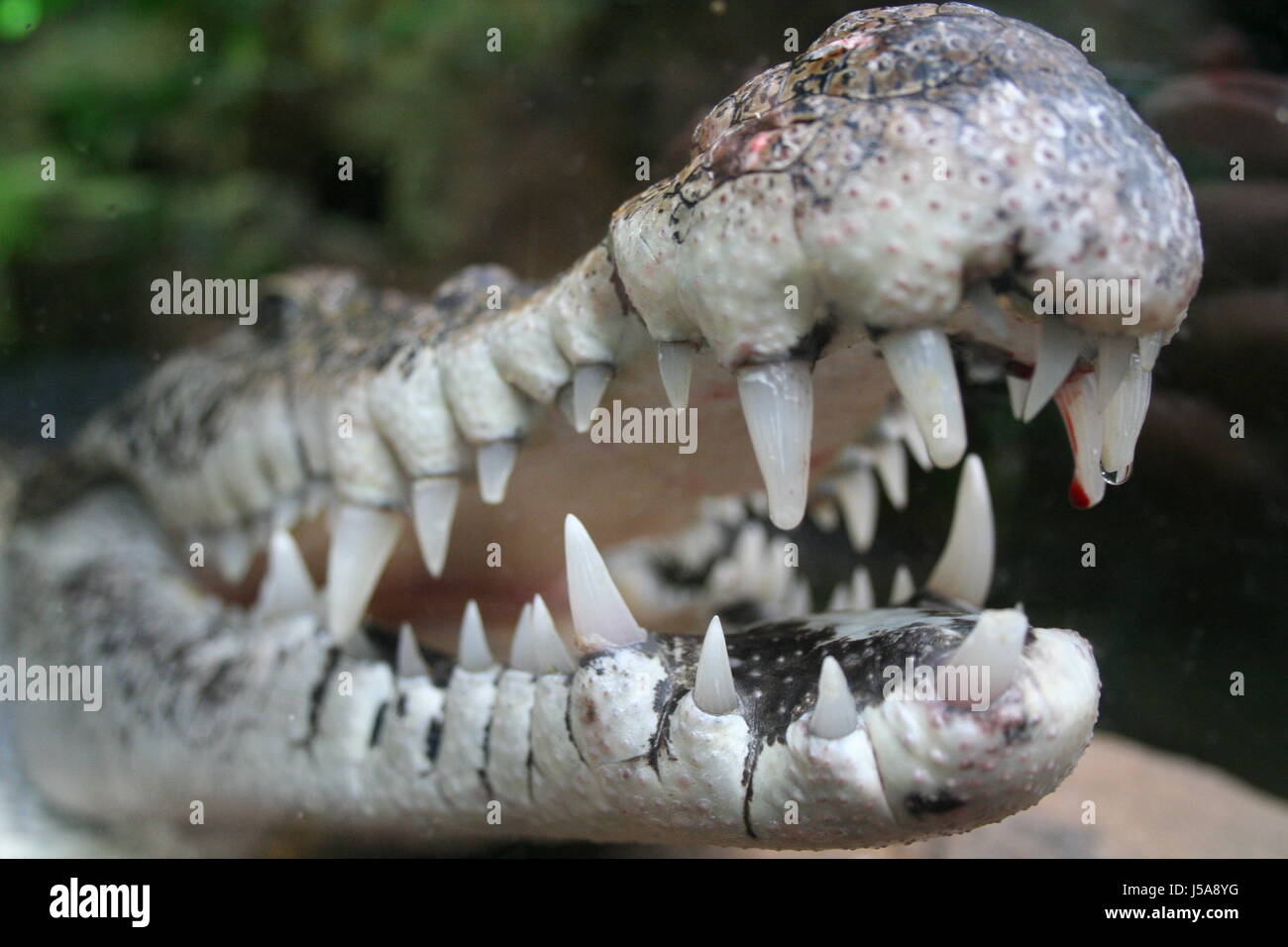 tierische Mund Zähne Crocodile Hunter Auge Organ Zahn Alligator Kopf Stockfoto