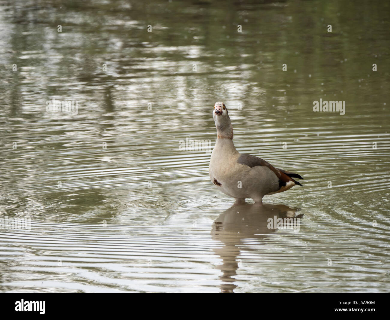 Nilgans steht im Wasser nahe am Ufer Sees an einem bewölkten Tag Stockfoto