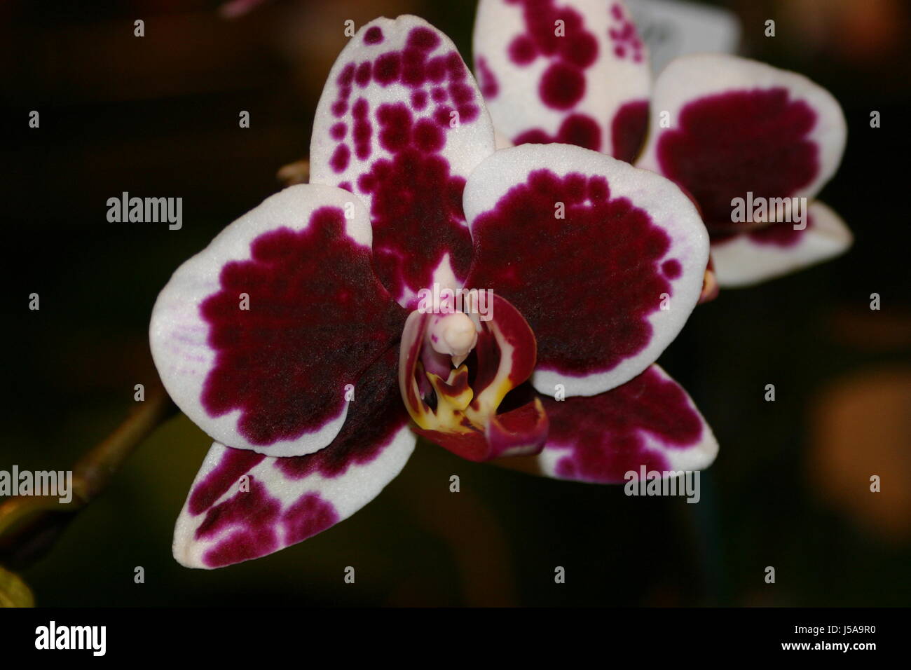 Makro Nahaufnahme Makro Aufnahme Nahaufnahme Blick Blume Pflanze Blüte Blüte Stockfoto