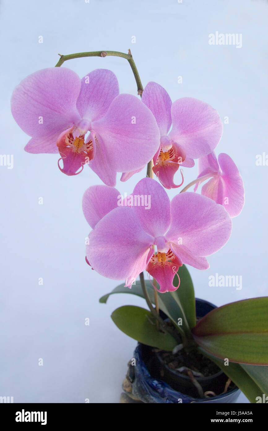Pflanze Blume Blumen Blüten Blumentopf bluten Pflanzen Orchidee rosa bltenstand Stockfoto