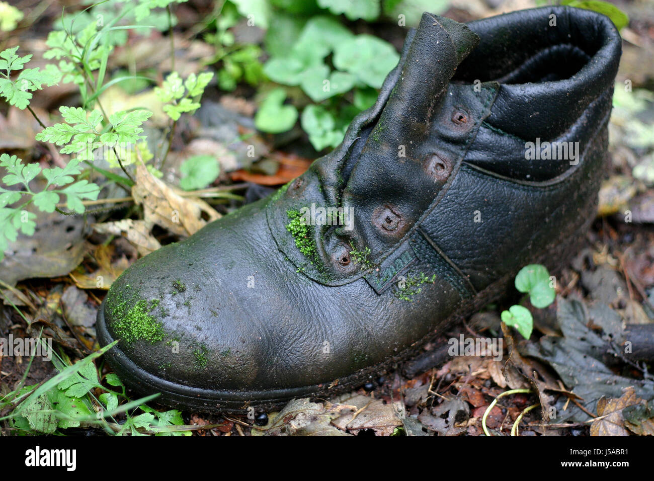 Boot, verloren, moosige, Schuh, alte, Ausgelatscht, Ausgediehnt, arbeitsschuh Stockfoto Boot, verloren, moosige, Schuh, alte, Ausgelatscht, Ausgediehnt, arbeitsschuh Stockfoto