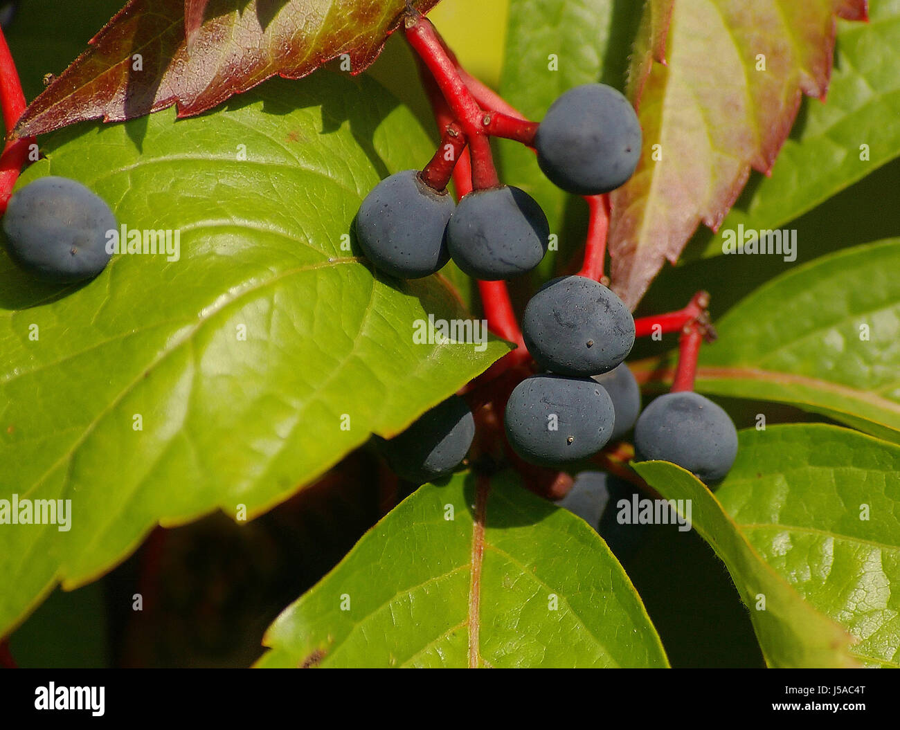 Wilder Wein Stockfoto