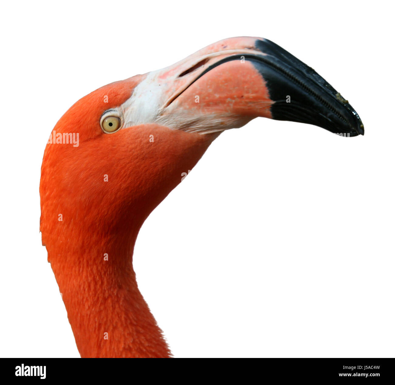 Flamingo-Profil Stockfoto