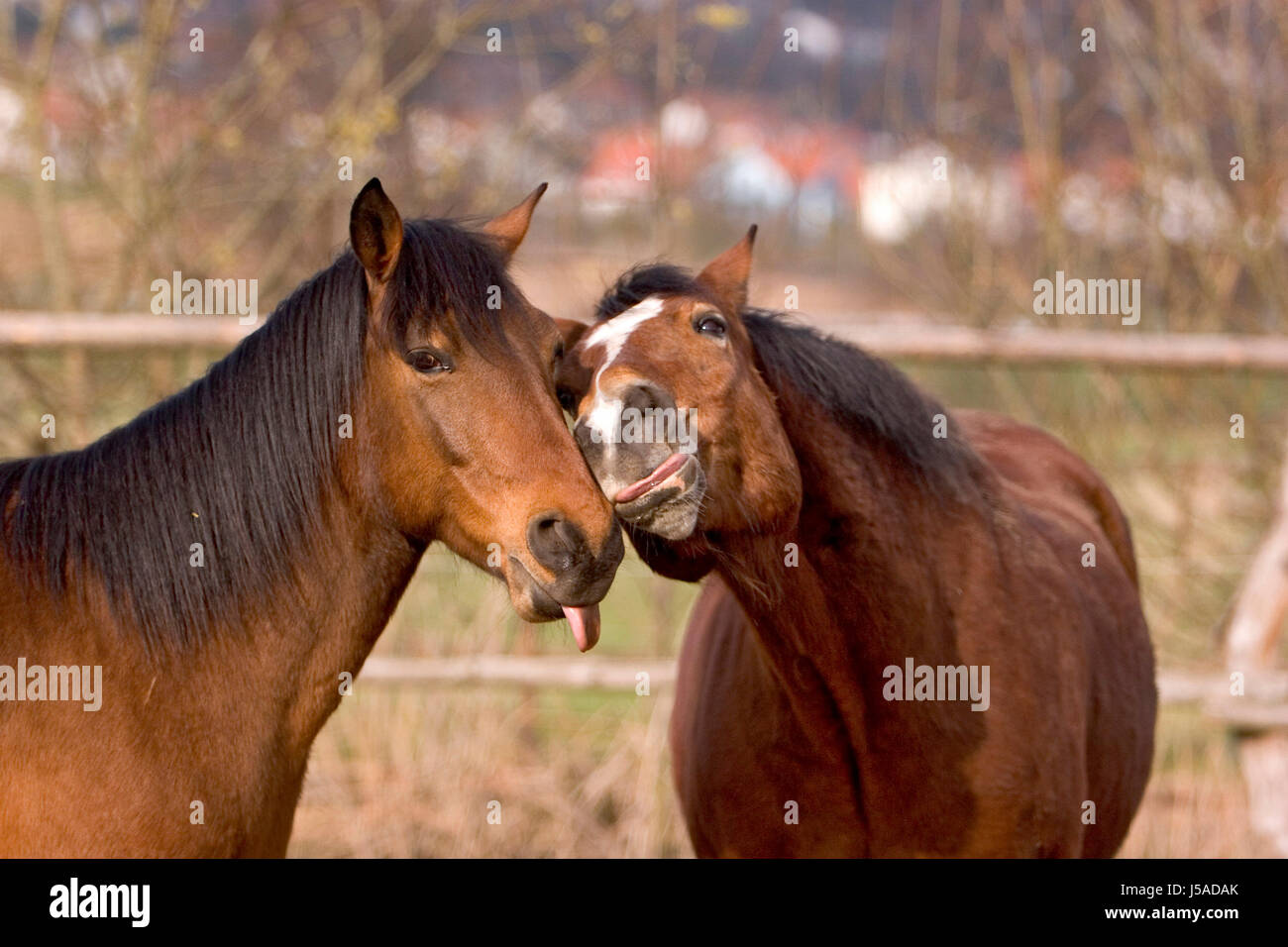 Ich liebe dich so lieben Stockfoto