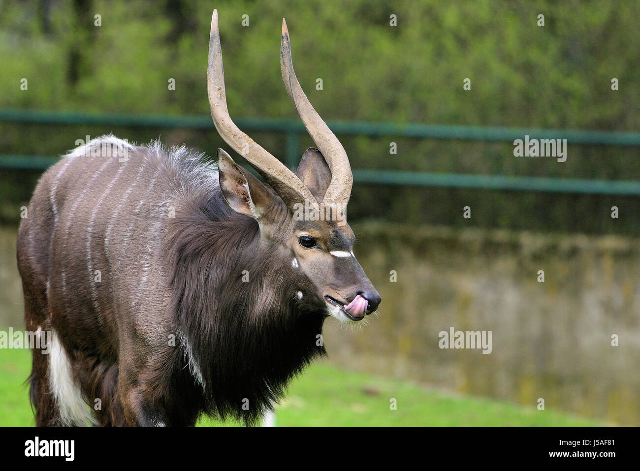 Zunge witzig bovine Unsinn Begeisterung Unterhaltung Freude Freude Gag Witz Stockfoto