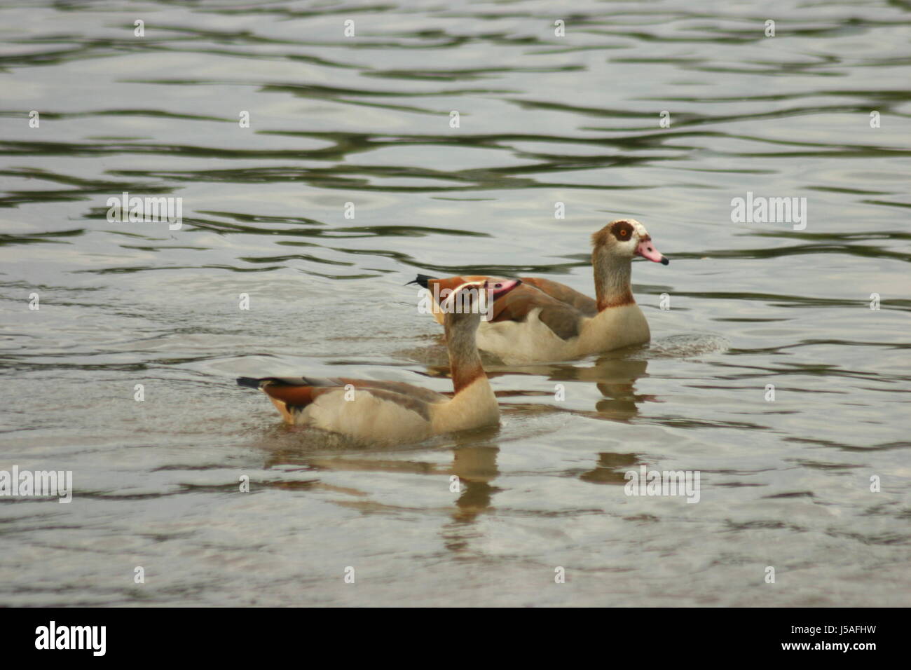 Vogel braun bräunlich Brünette Vögel Federn Schnabel Beige flossen Gans Schnäbel Stockfoto