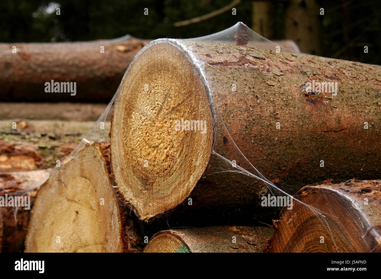 Holz Spinne Spin Rinde schneiden gesägtem Brennholz Jahresringe gesponnen genannten Wald Forstwirtschaft Stockfoto