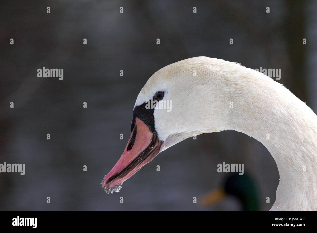 Makro Nahaufnahme Makro Aufnahme Ansicht Tiere Vogel Porträt Schwan Vögel hautnah Stockfoto