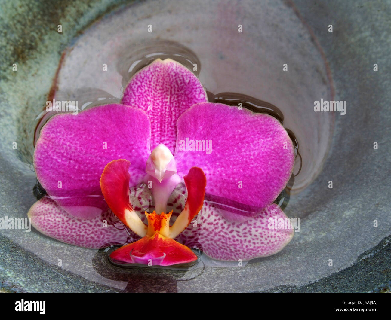 schöne beauteously schöne Blume Orchidee Pflanze Wasser schwimmen Schwimmen Schwimmen Stockfoto