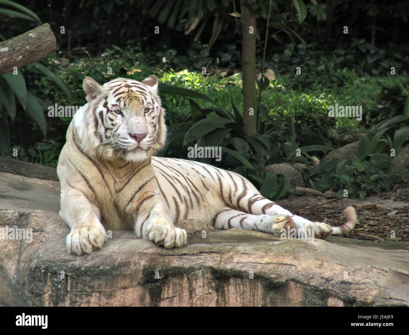 schöne beauteously schöne Zähne neugierig neugierige nosy Wildtiere Gesicht Augen Katze Stockfoto