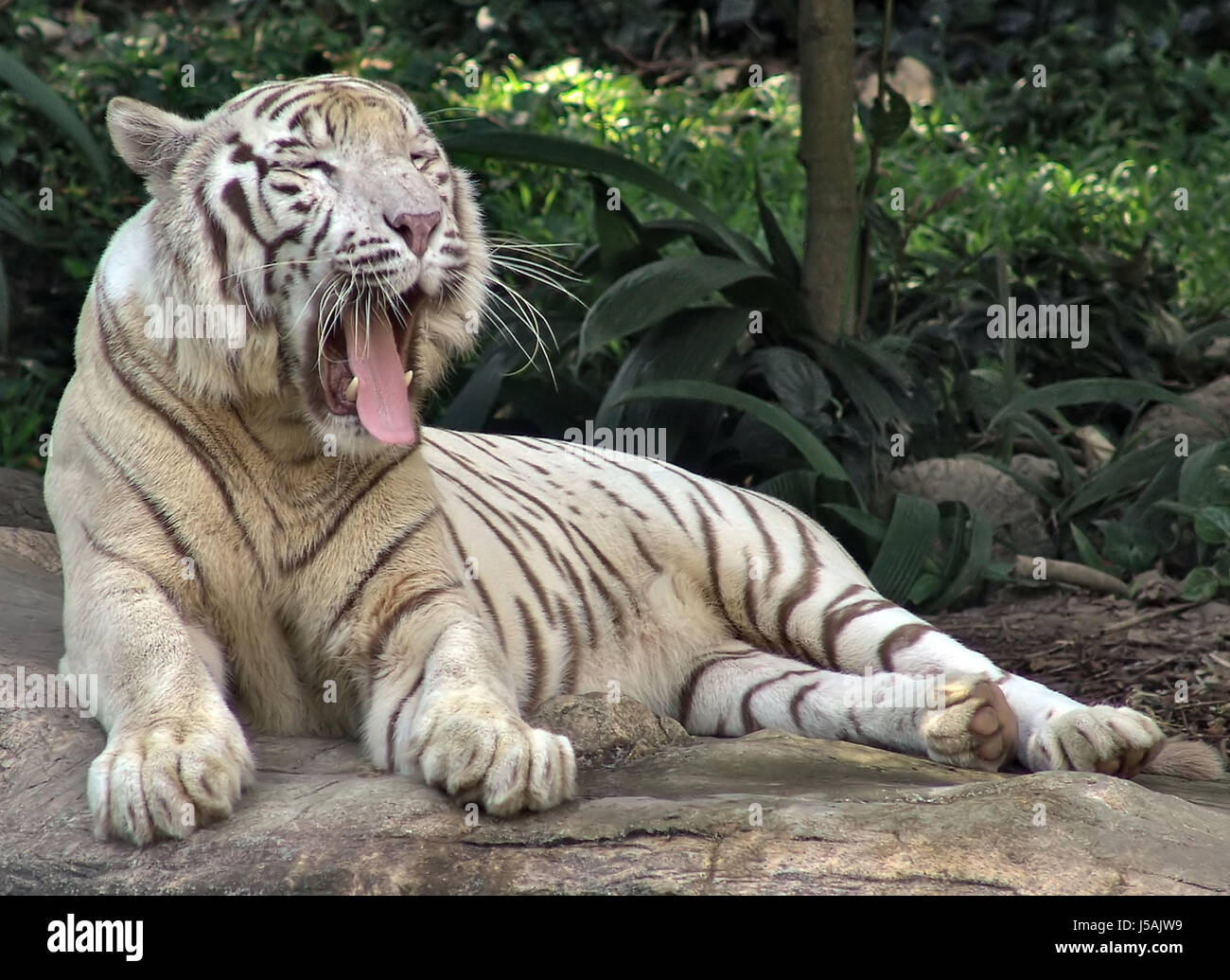 schöne beauteously schöne Zähne neugierig neugierige nosy Wildtiere Gesicht Augen Katze Stockfoto