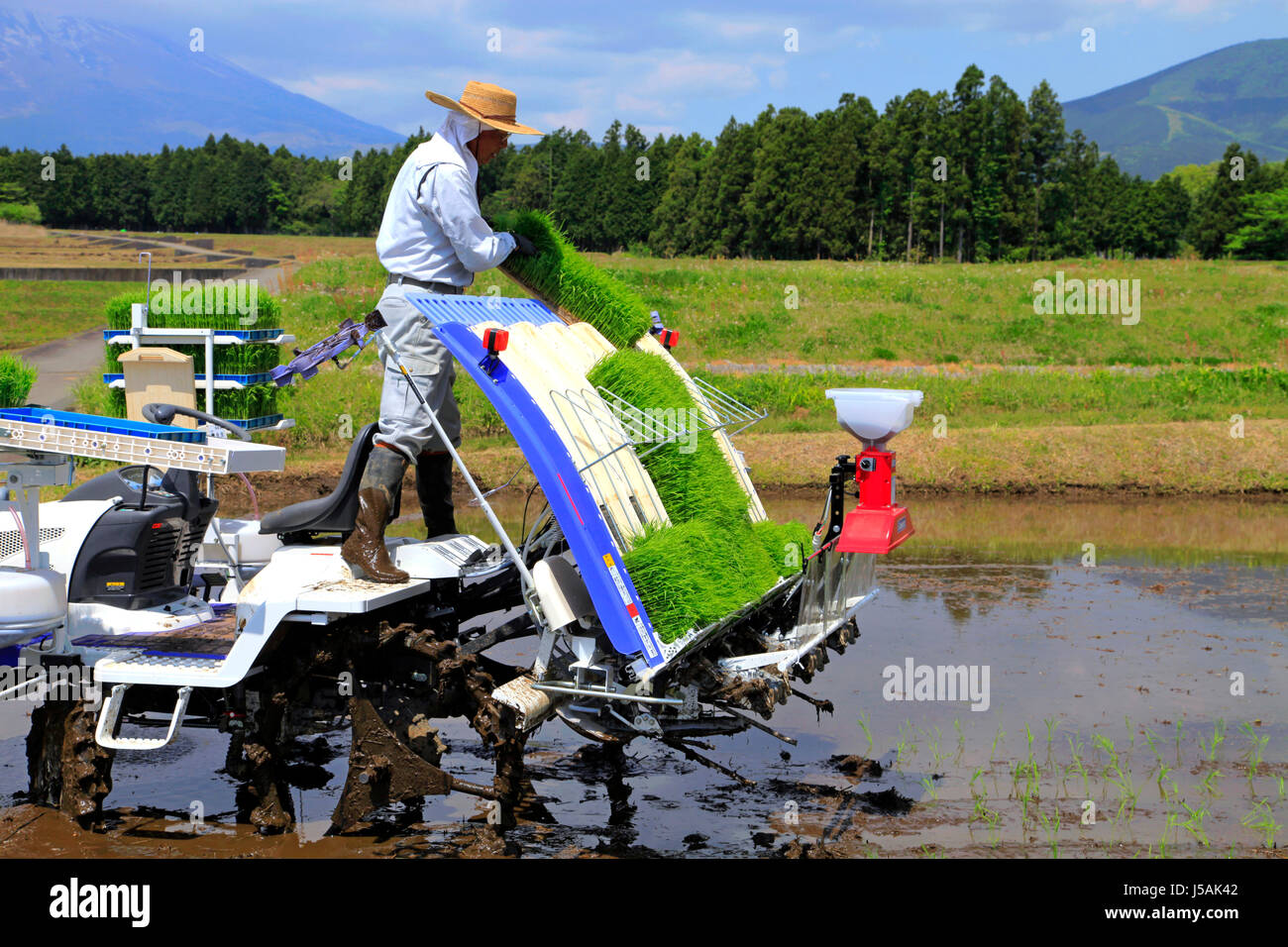 Ein Landwirt Laden Reispflänzchen auf der Pflanzmaschine in Oyama - Cho Shizuoka Japan Stockfoto