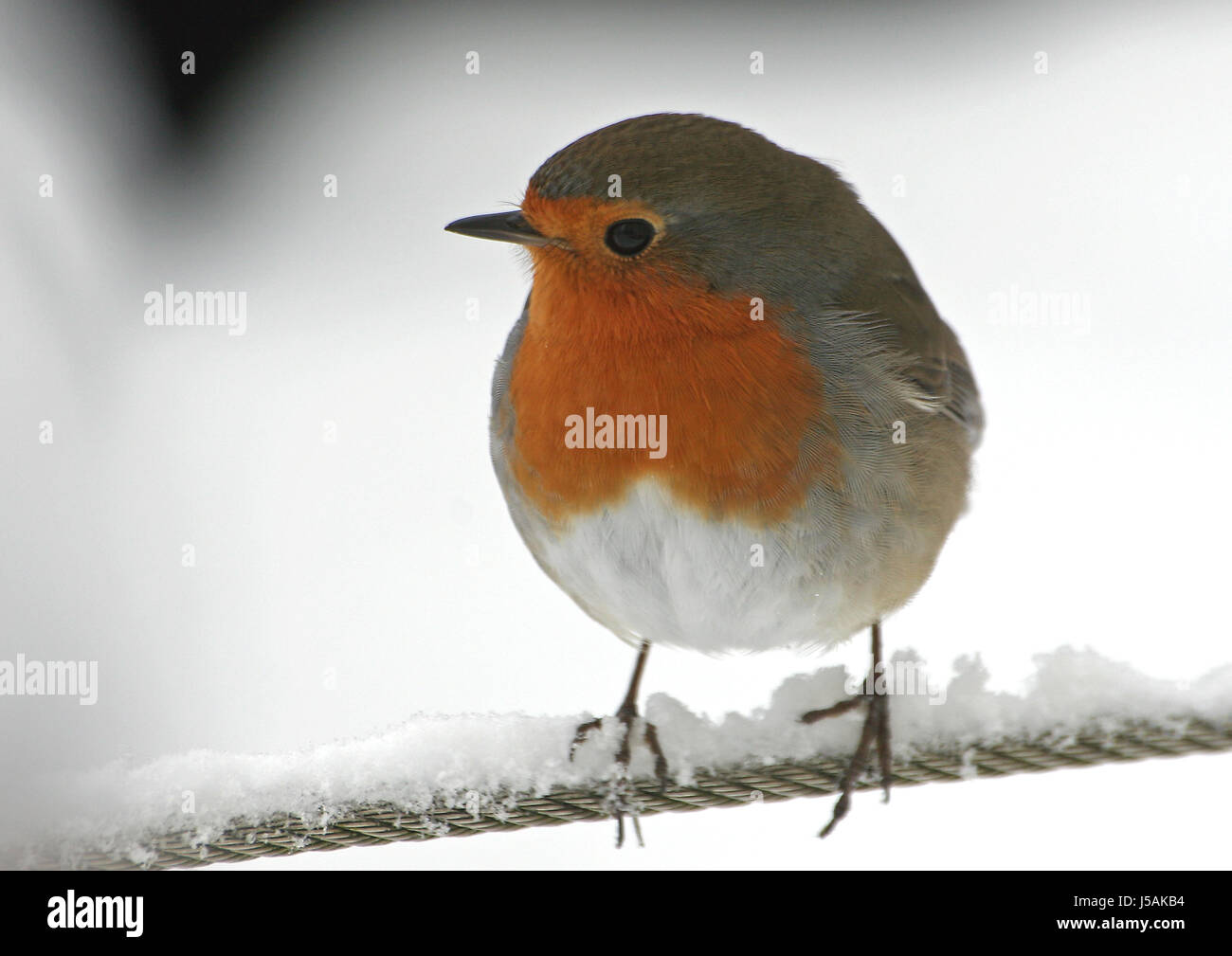 Robin Stockfoto