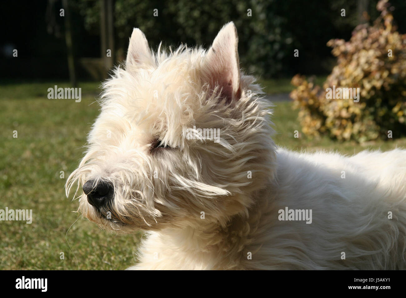 Haustier, Haustiere, Hund, Hunde, Terrier, Hund, West, Highland, weiss Stockfoto