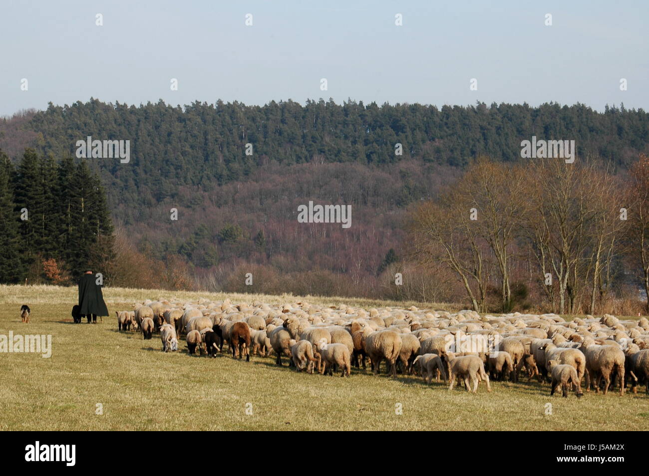 Hund Frühling Herde Herde der Schafe Schafe (pl.) Hirten weiden Schafhirte durchsuchen Stockfoto