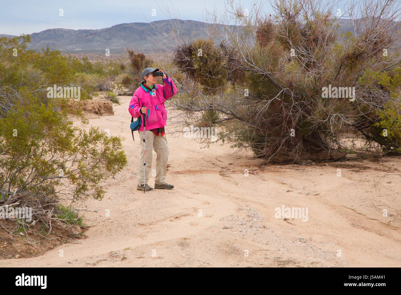 Vogelbeobachtung in waschen, Mojave Trails National Monument, Kalifornien Stockfoto
