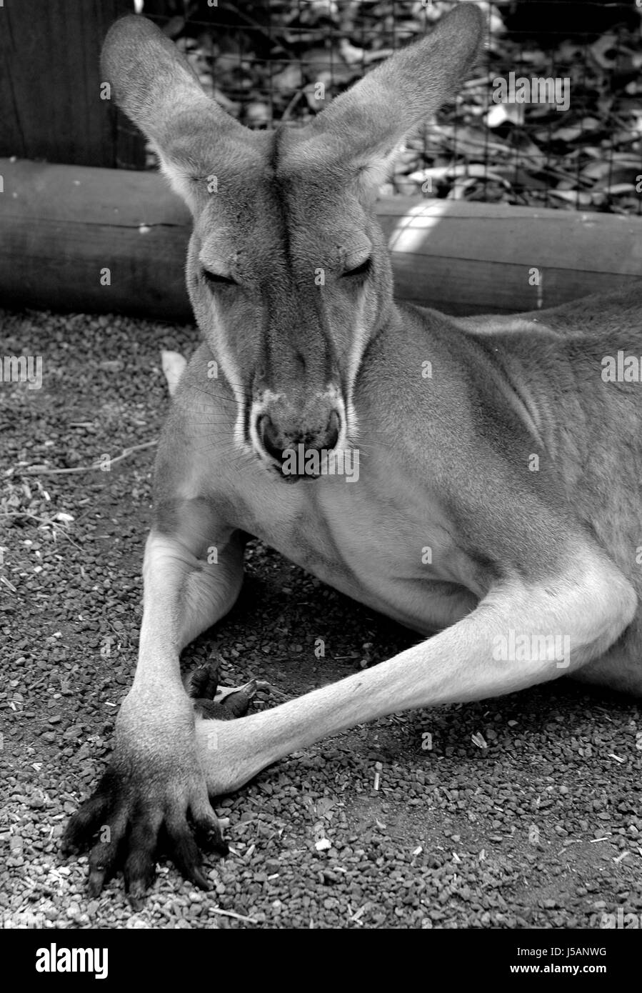 tierische Fauna Tiere Porträt bw Tiere Porträt Australien meditieren erleichtern Stockfoto