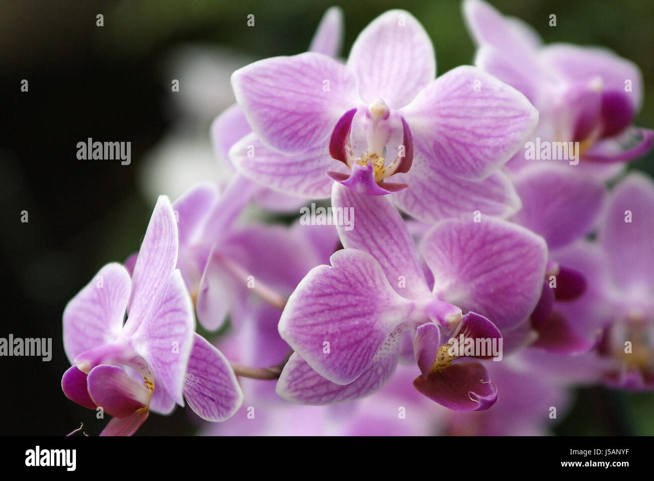 grüne Asien Australien Blume Orchidee Pflanze rot gelb Malaienblume phalaenopsis Stockfoto
