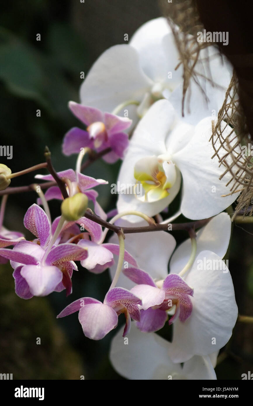 grün braun bräunlich Brünette Asien Australien Blume Orchidee Pflanze gelb Stockfoto