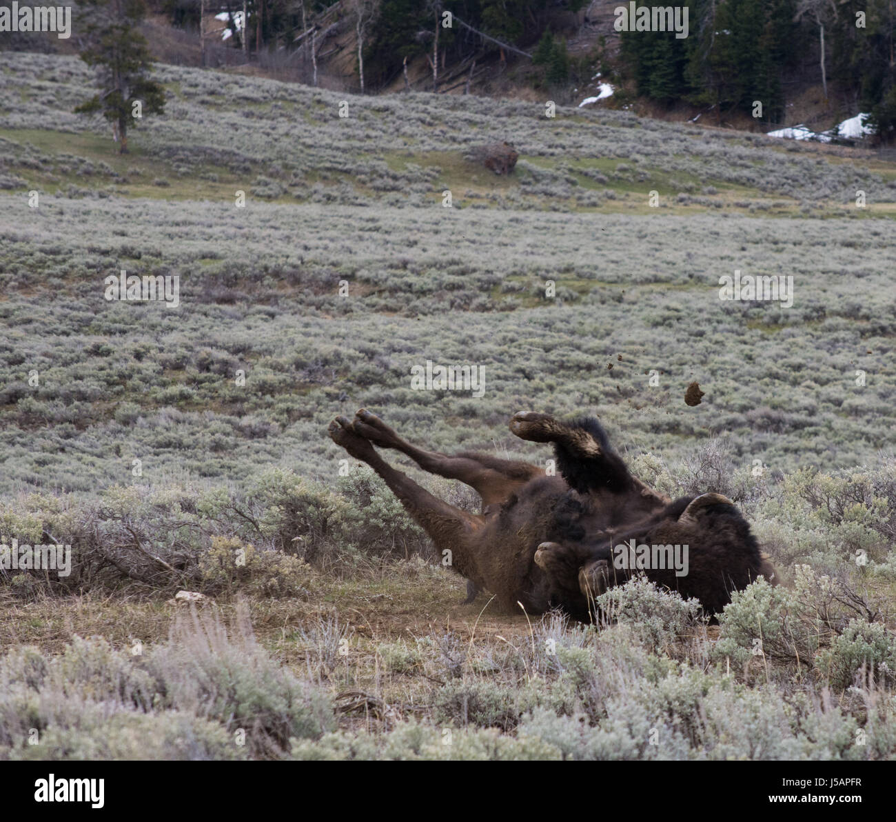 Buffalo im Dreck mit Beinen und Schlamm Rollen Klumpen in Luft in Lamar Valley, Yellowstone-Nationalpark. Die Bison ist vergießen seine Ausscheidung seinen Wintermantel. Stockfoto