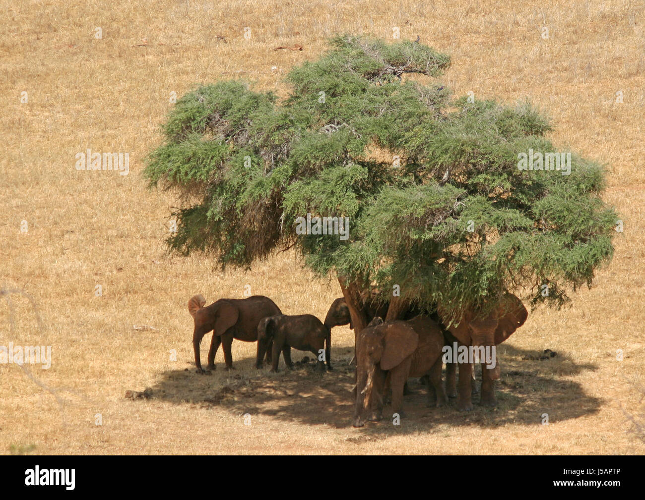 Baum-Tier Nationalpark wilde Afrika Elefant Kenia Tiere Elefanten Tierwelt Stockfoto