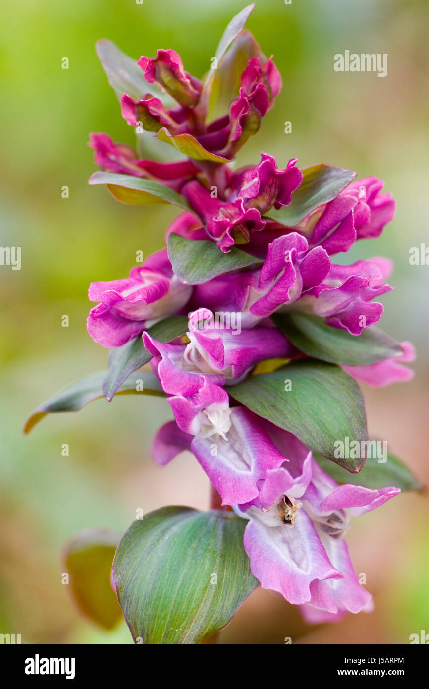 geschützte Blume Pflanze violett seltenen rosa schattigen Wald Natur geschützt Stockfoto