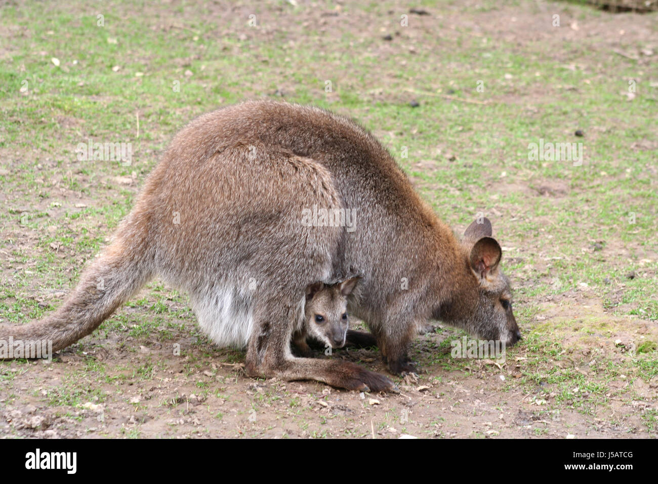 tierische Neugier neugierig neugierige nosy Haut Australien Kangaroo Tasche opossum Stockfoto