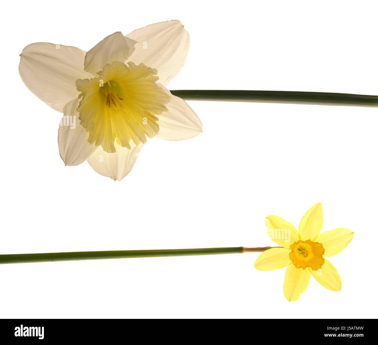 Glanz strahlt hell lucent leichte heitere leuchtende Blume Pflanze Duo Ostern Frühling Stockfoto