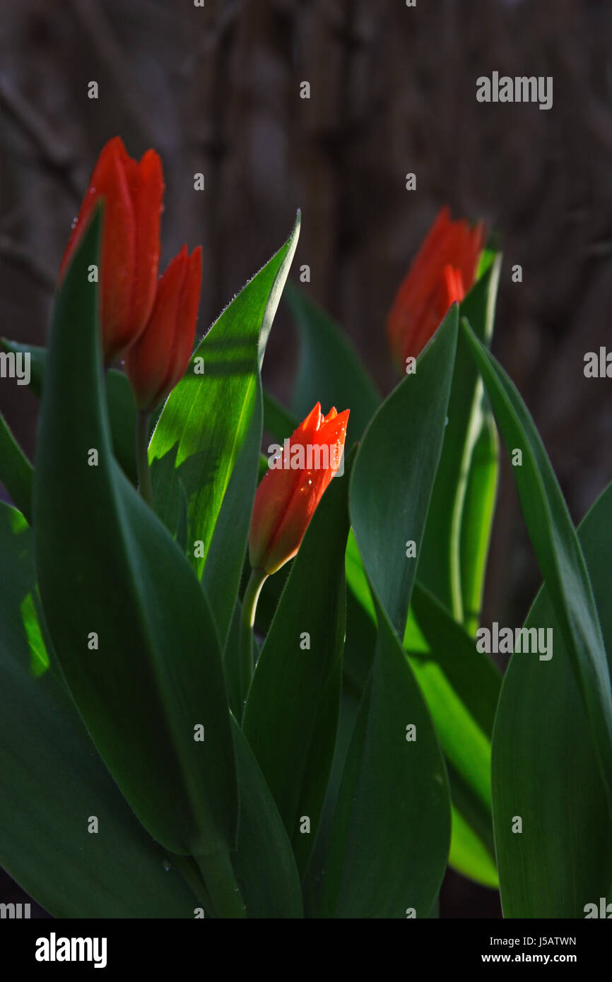 Glanz strahlt hell lucent leichte heitere leuchtende Pflanze Blume grünen Regentropfen Stockfoto