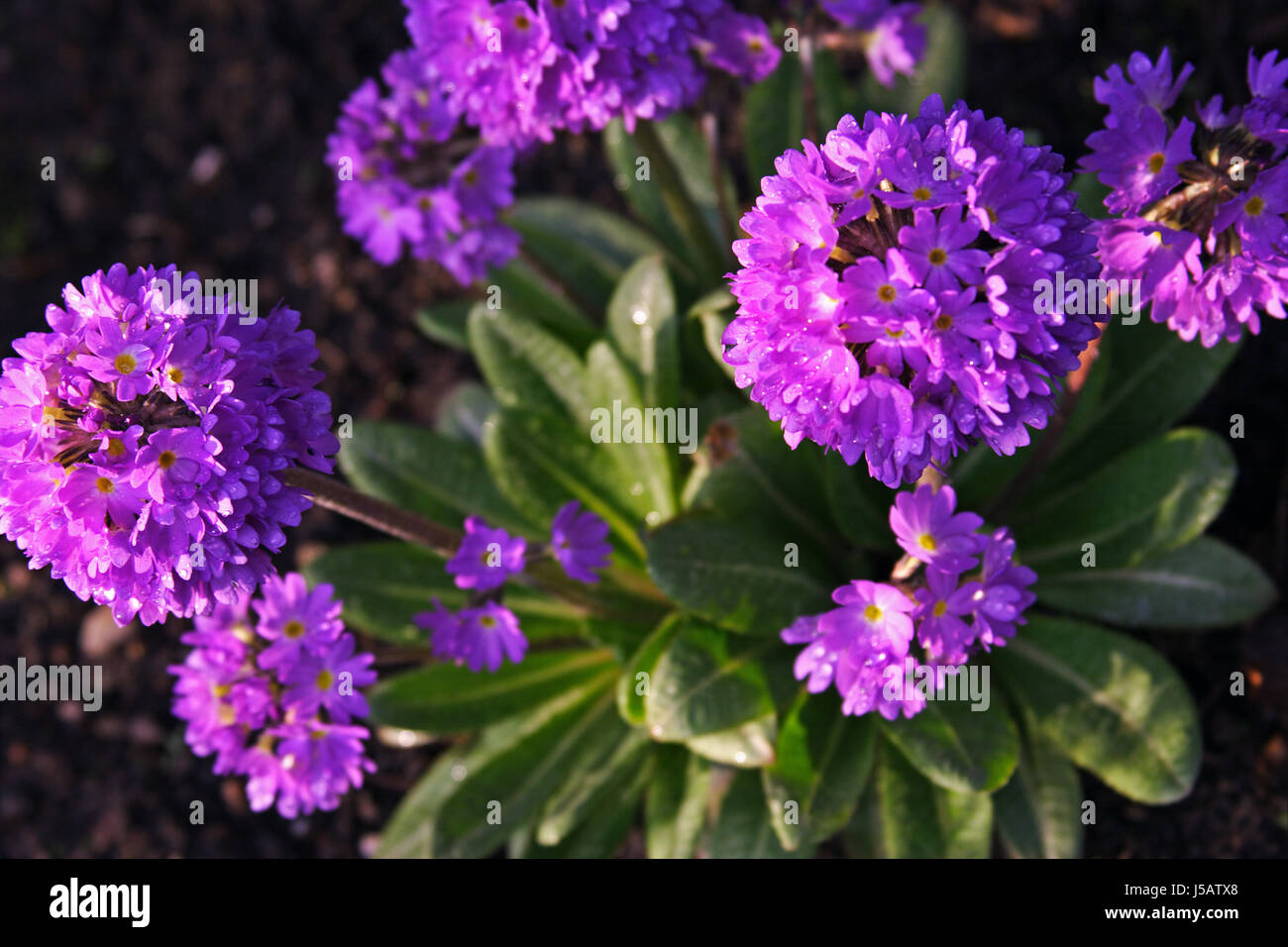 blaue Kugel Primeln Stockfoto