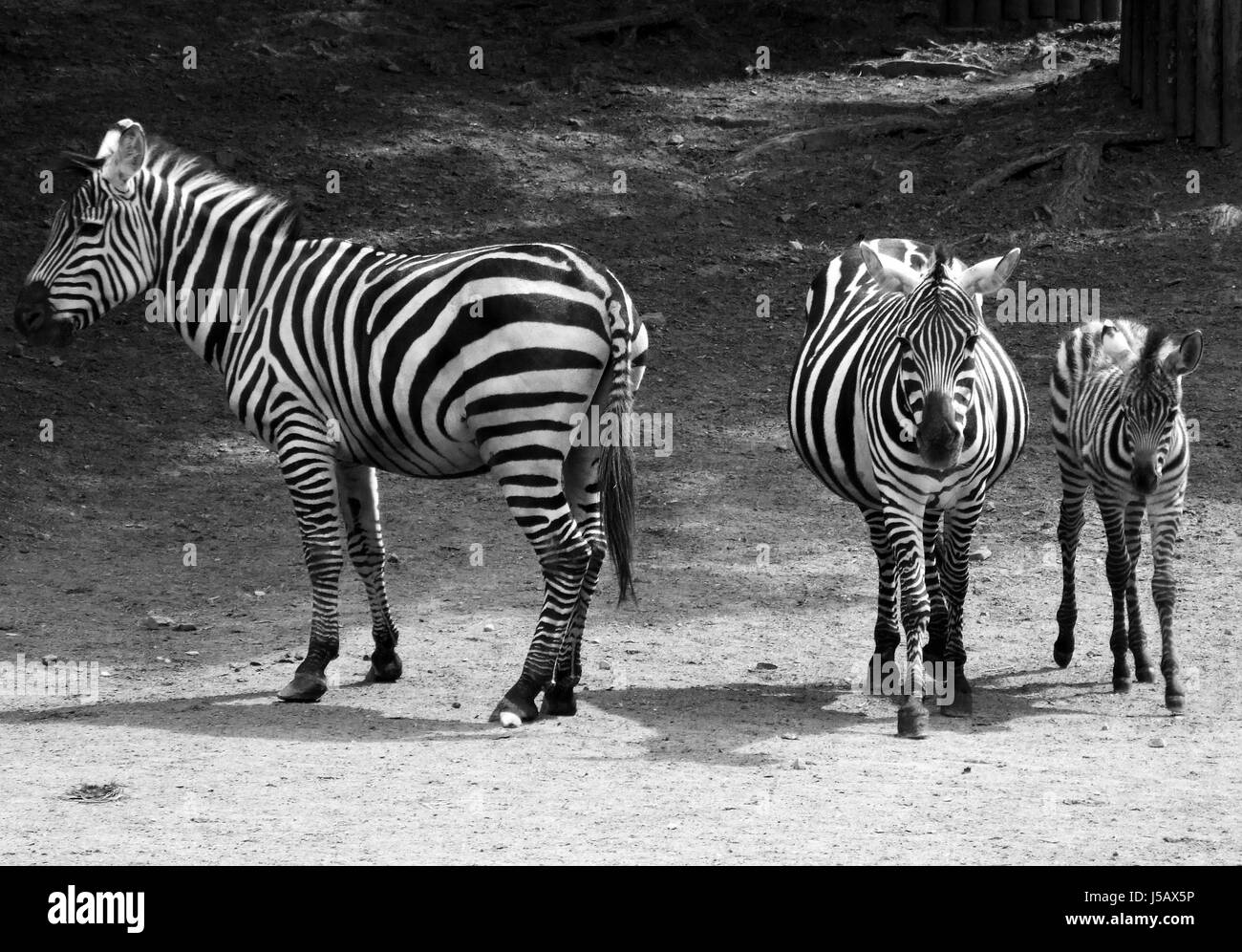 BW schwarz dunkelhäutigen kohlschwarze tiefschwarze kleine winzige kleine kurze Zebra Mutter Mutter Stockfoto