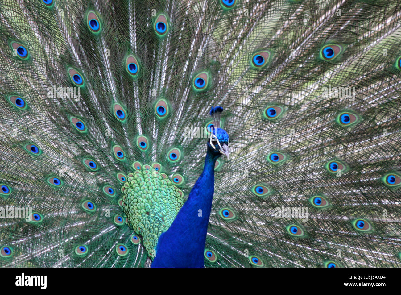 blaue Rad Vogel Vögel Federn Gefieder männlicher Pfau Feder Pfauenfeder  Stockfotografie - Alamy