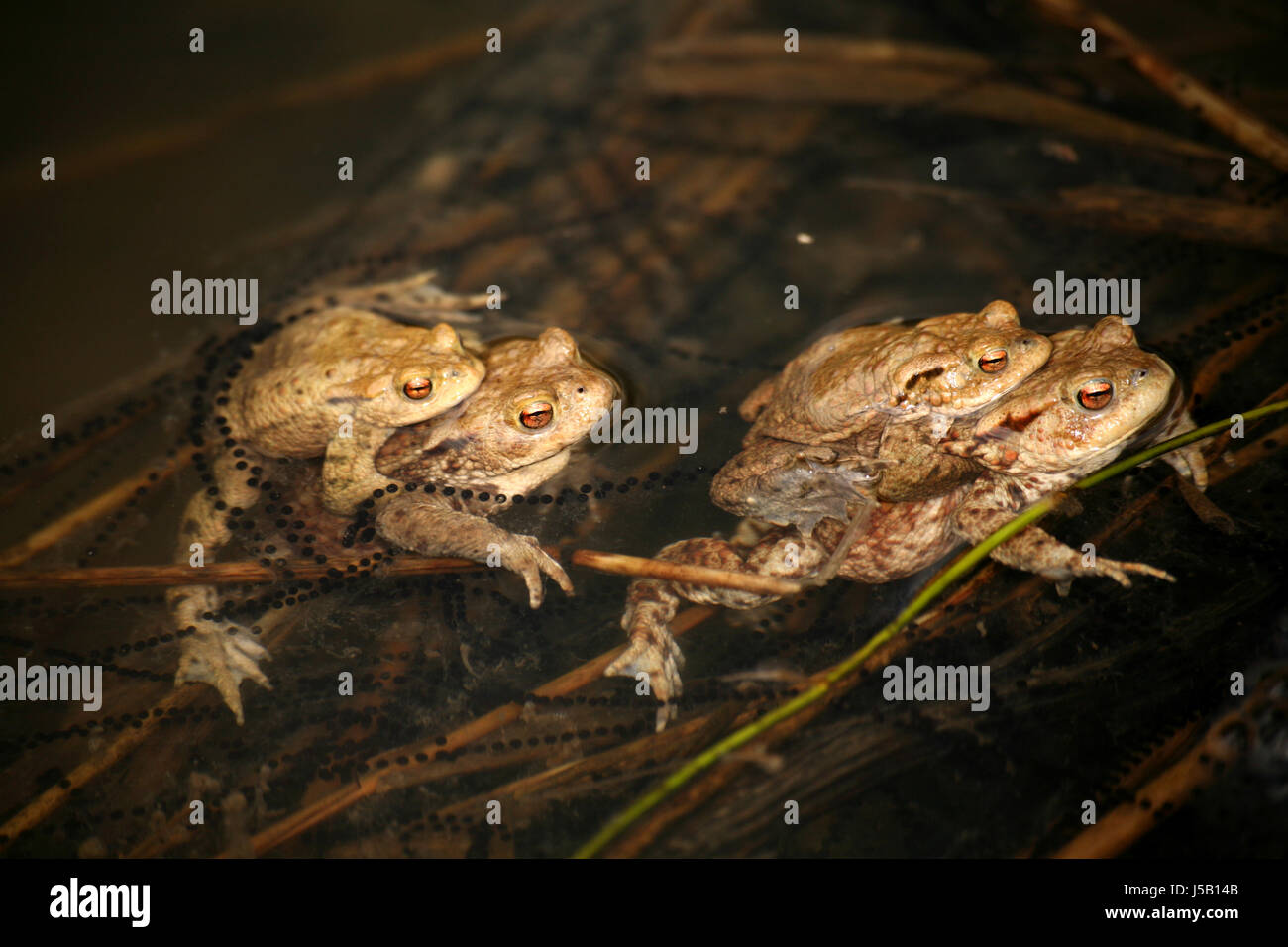 Viererbande Stockfoto