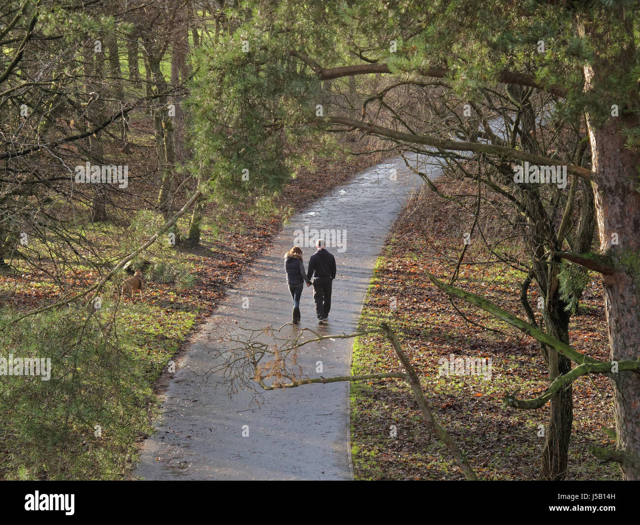junges Paar gehen Hand in Hand im Wald auf einem Pfad Jordanhill Glasgow Stockfoto