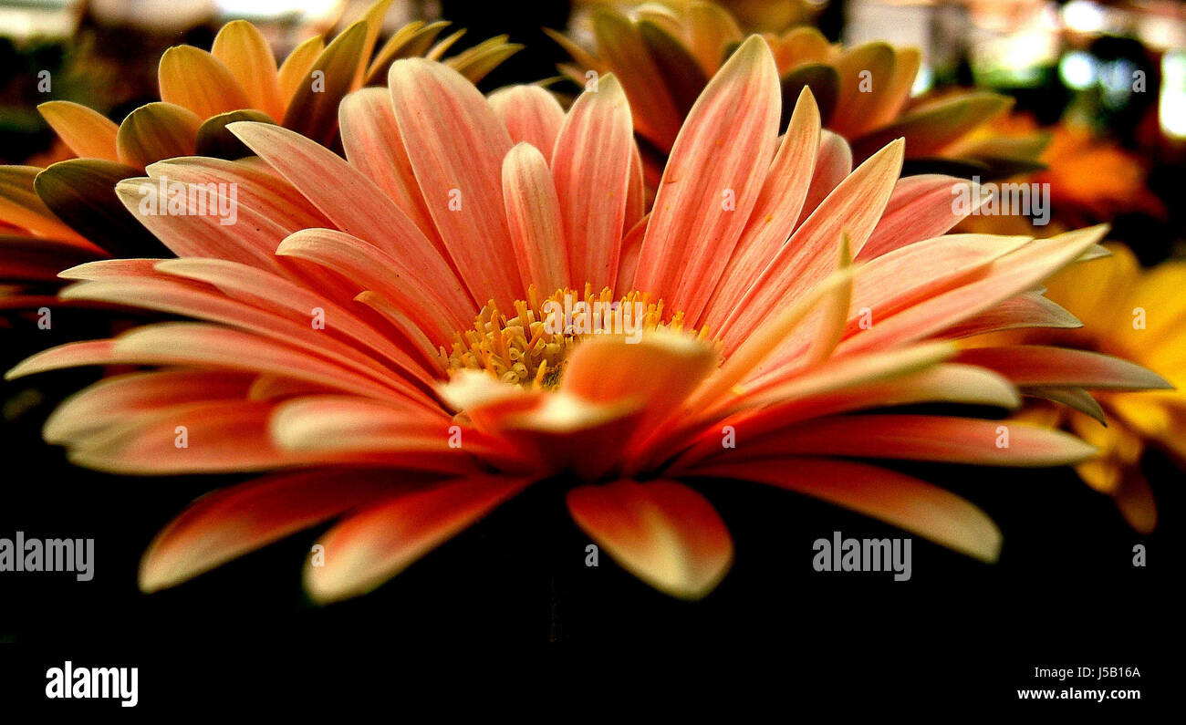Makro Nahaufnahme Makro Aufnahme hautnah Ansicht Garten Blume Pflanze Blüte Blüte Stockfoto