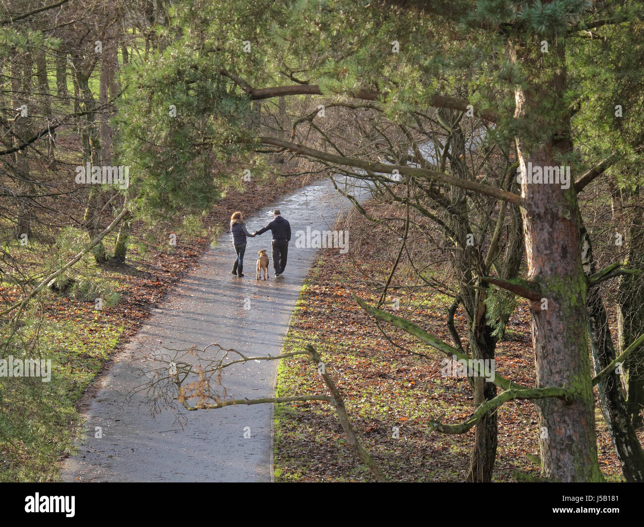junges Paar gehen Hand in Hand im Wald auf einem Pfad Jordanhill Glasgow Stockfoto