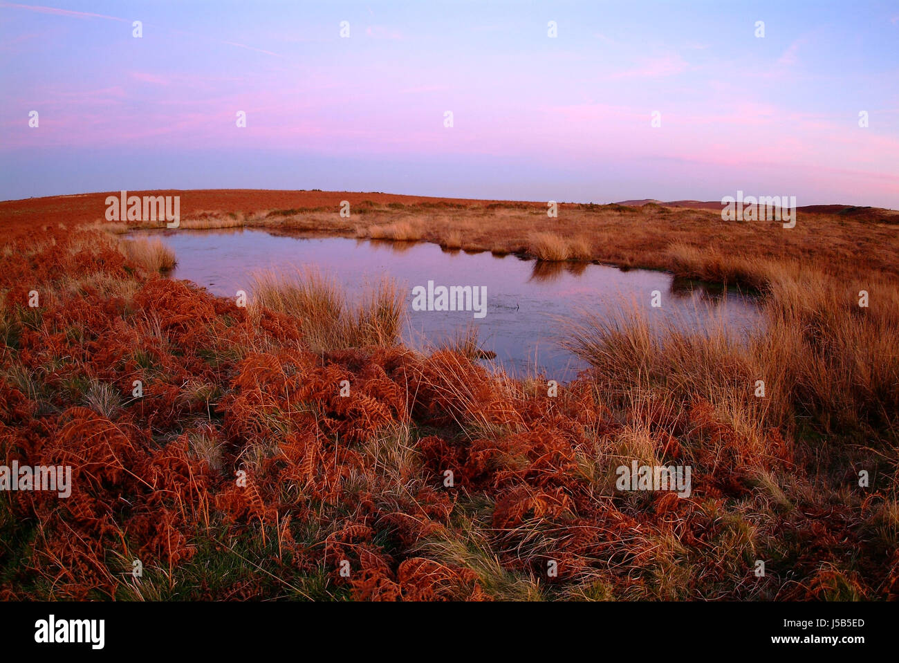 Leaf Sonnenuntergang Sumpf Abend Spiegelung England Wurzel Fen Farn Süßwasser Teich Stockfoto