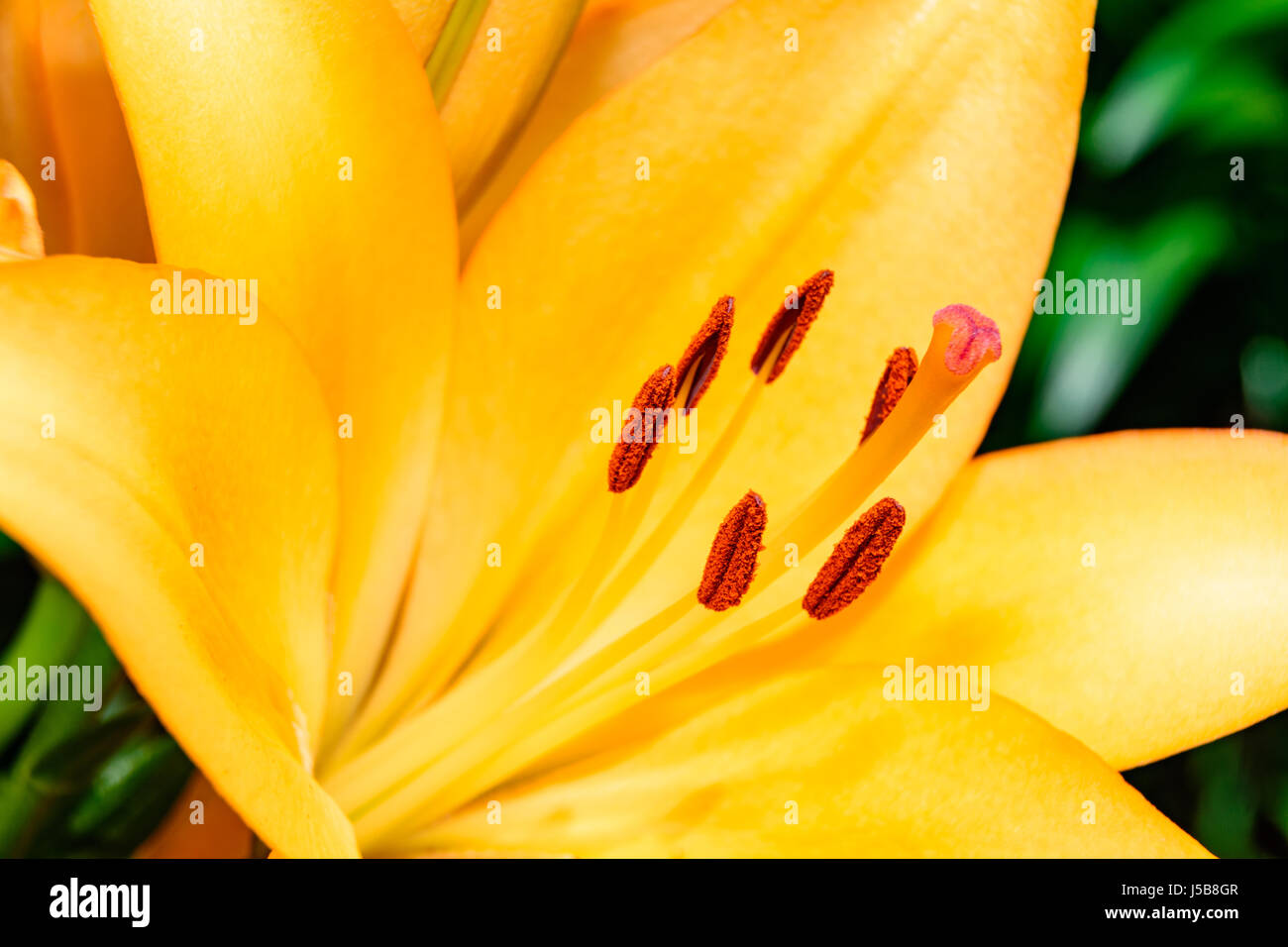 Close-up gelb Lilium mit Stigma, Stamen, Stil, Blütenhüllblatt Stockfoto