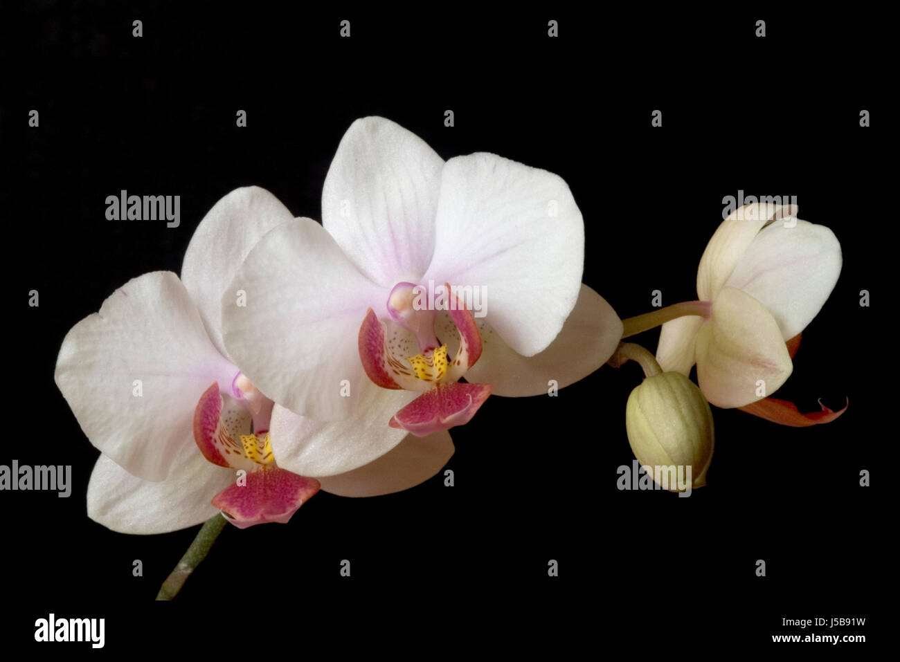 orchideenblte3 Stockfoto