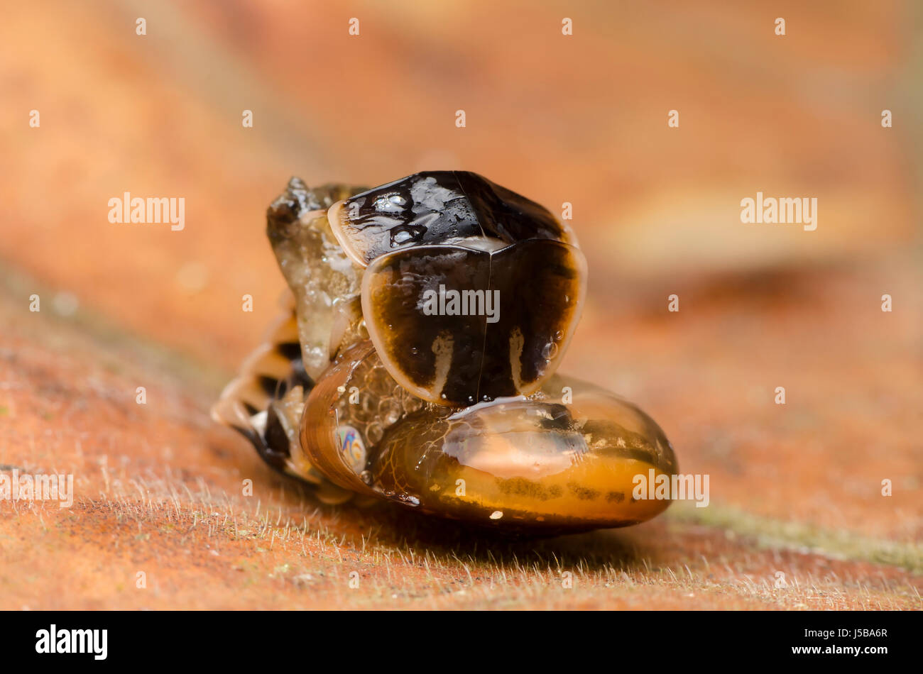 Firefly Käferlarven ernähren sich von Schnecken Stockfoto