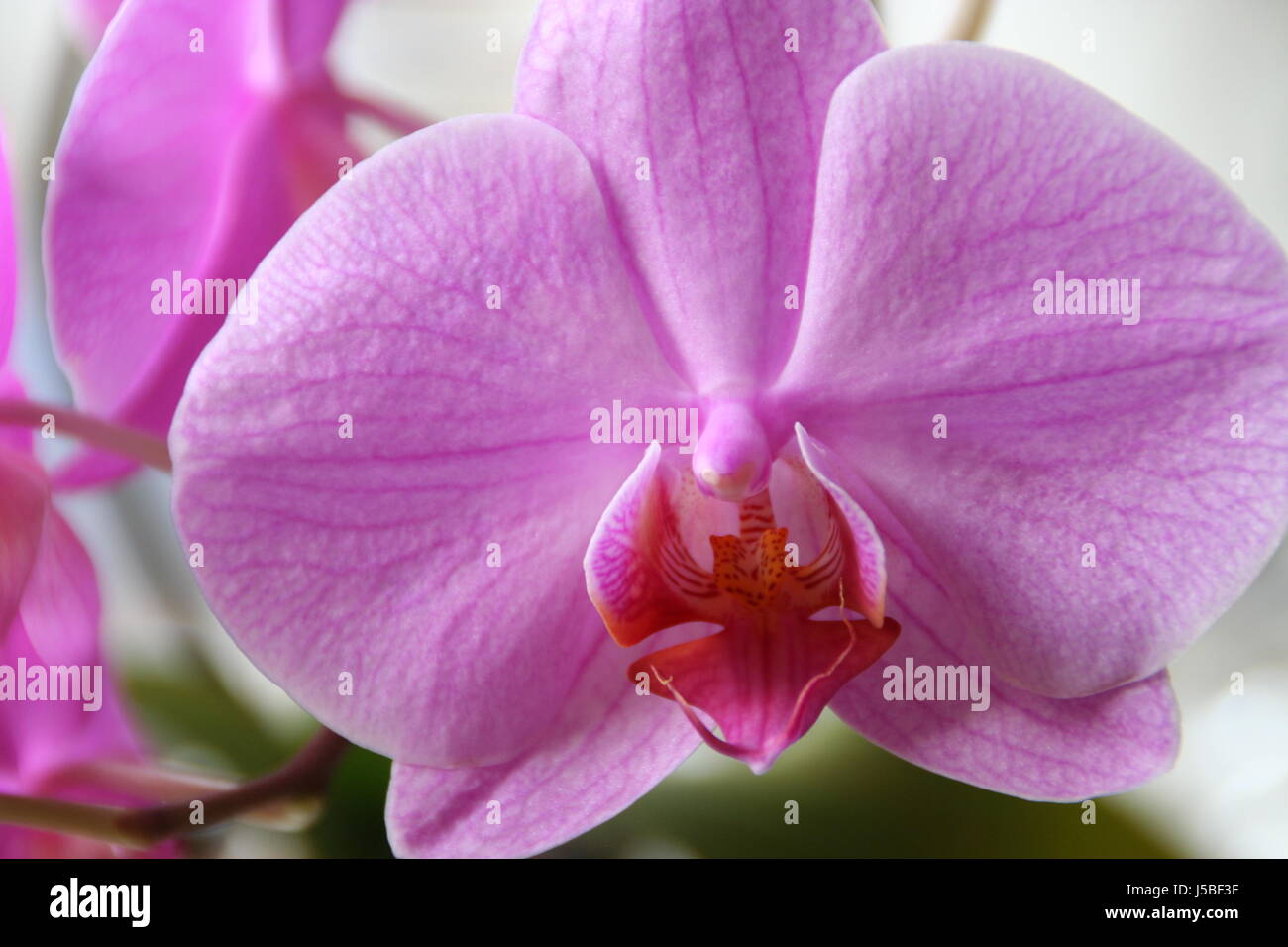 Makro Nahaufnahme Makro Aufnahme hautnah Ansicht indoor Foto Blume Pflanze blühen Stockfoto