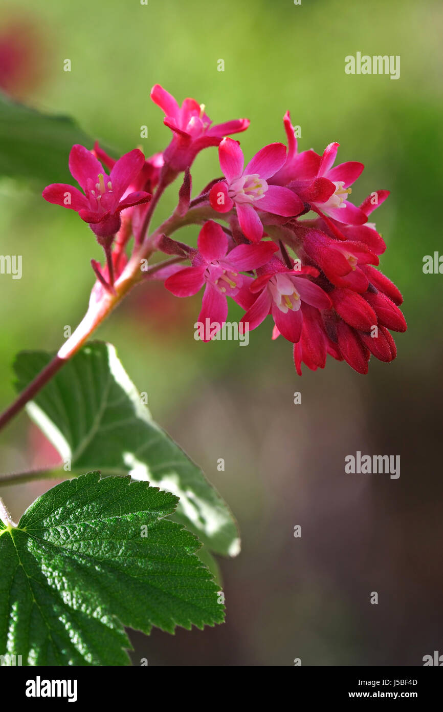 Rosa Blten Stockfotos und bilder Kaufen Alamy