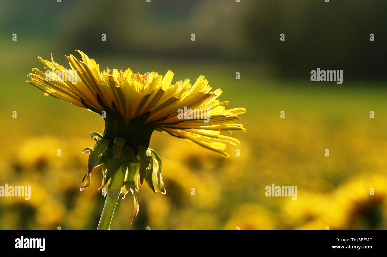 Ich blühen Stockfoto