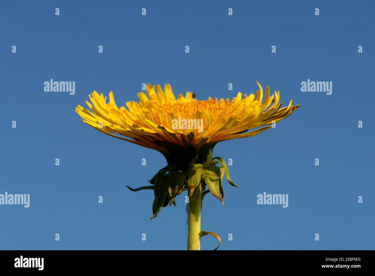 Taraxacum officinalis Stockfoto